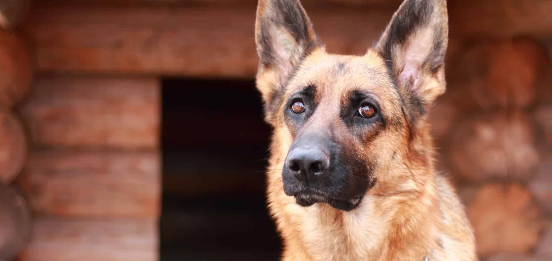 Heartworm - The Silent Killer Heartworm - The Silent Killer